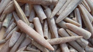 Белемнит: целебные и магические свойства камня Белемнит: целебные и магические свойства камня