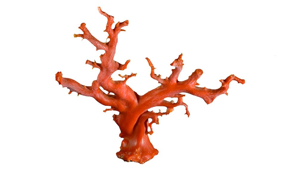 Ствол оранжевого коралла из Южно-Китайского моря весом 281,30 грамма