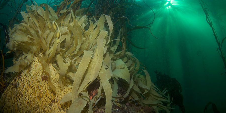 Подводные леса водорослей могут удерживать огромное количество CO2. Фото: Kelp Blue