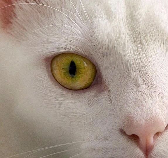 Оптический эффект, который образуется в драгоценном камне, очень похож на вертикальный зрачок кошачьего глаза