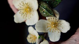 Луз Камино: Украшения с акцентом на природу, ч. 2 Луз Камино: Украшения с акцентом на природу, ч. 2