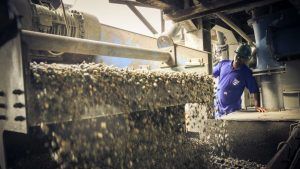 Цены на алмазное сырье компании Petra Diamonds снизились