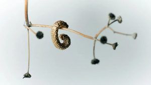 Ана Хоури о соблазнительной природе необработанного и текстурированного золота