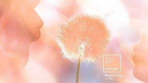 Peach Fuzz — цвет 2024 года по версии Pantone Peach Fuzz — цвет 2024 года по версии Pantone