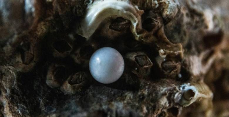 История и символика жемчуга от древних времен до наших дней