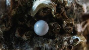 История и символика жемчуга от древних времен до наших дней