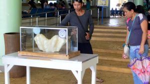 Самая большая в мире жемчужина весит 34 килограмма Самая большая в мире жемчужина весит 34 килограмма