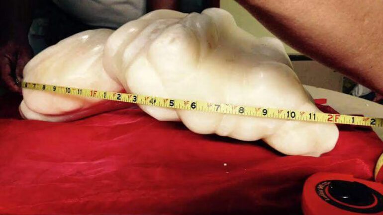 Самая большая в мире жемчужина весит 34 килограмма Самая большая в мире жемчужина весит 34 килограмма