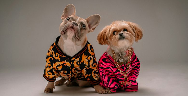 Ювелирные украшения для животных: какие они и насколько безопасны