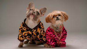 Ювелирные украшения для животных: какие они и насколько безопасны