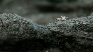 Украшения с фианитами для Змееносцев: подходят или нет?