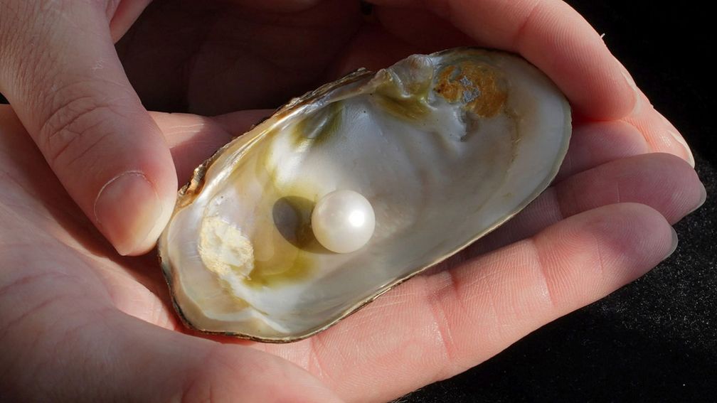 Жемчужина Абернети Жемчужина Абернети