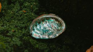 Жемчуг абалон: что это, свойства и применение в ювелирном деле Жемчуг абалон: что это, свойства и применение в ювелирном деле