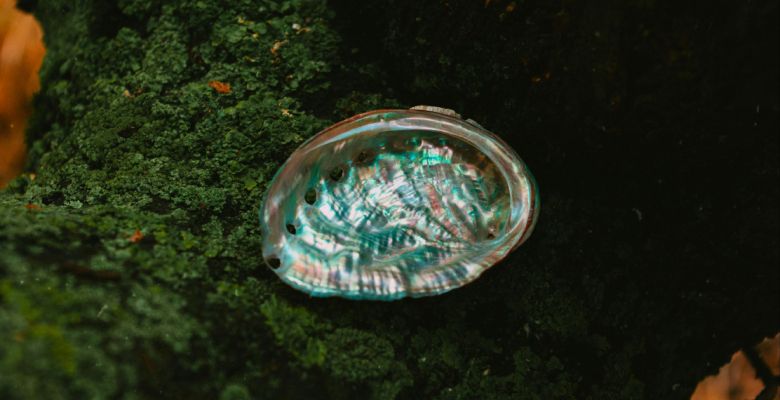 Жемчуг абалон: что это, свойства и применение в ювелирном деле