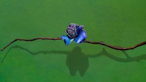 Вечный сад Ака Чена Вечный сад Ака Чена