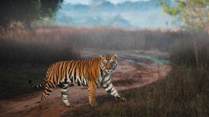 Тигриный заповедник позволяет возобновить добычу алмазов в Индии