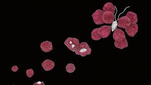 Поэтические творения Дианы Чжан