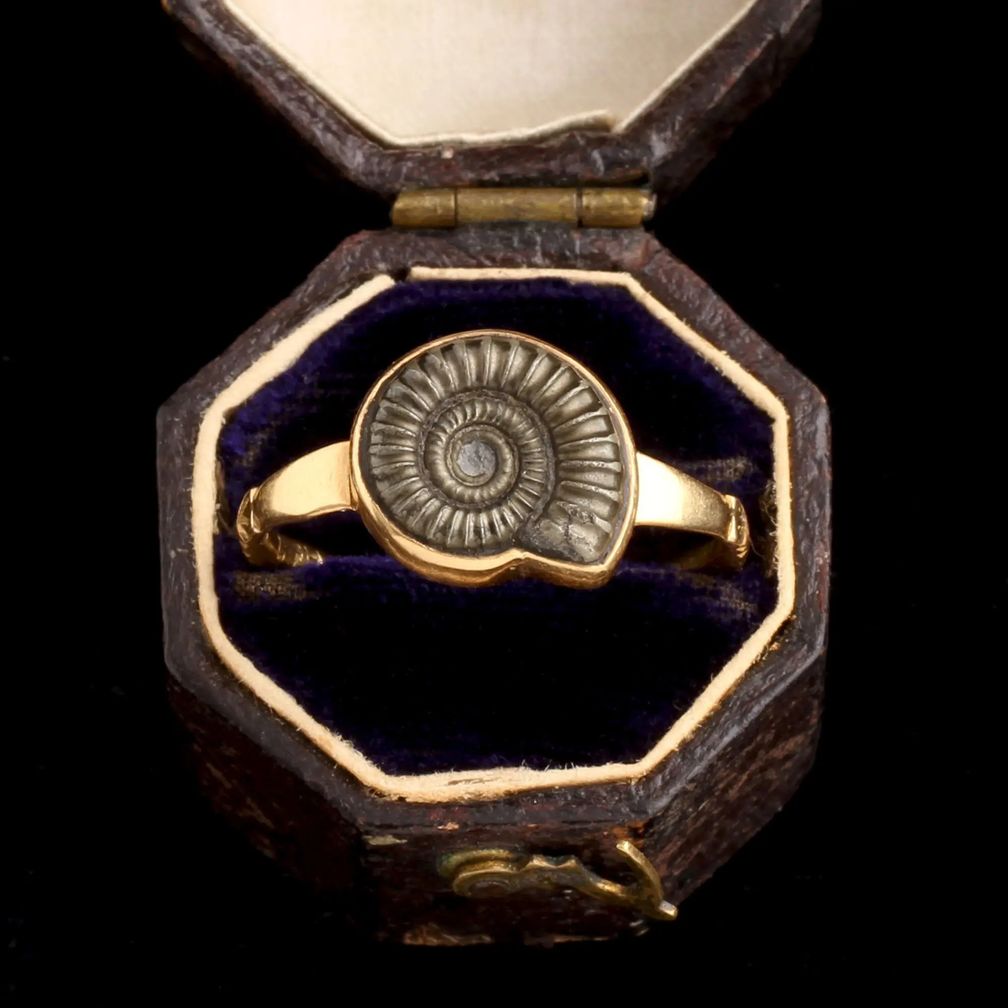 Современная привлекательность аммонитов, ч. 2