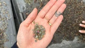 Добыча сапфиров в Рок-Крик, штат Монтана, США. Часть 2