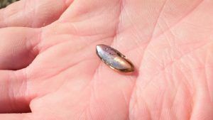 Найден алмаз весом 2,79 карата в государственном парке «Кратер алмазов»