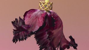 Buccellati представляет новые украшения Étoilée Color и Étoilée Mini