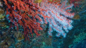 Chanel продлевает партнерство с Научным центром Монако по исследованию красного коралла