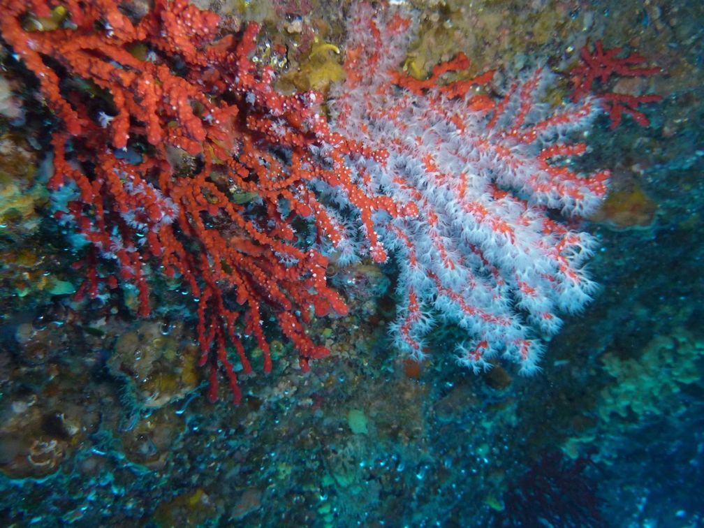 Corallium Rubrum (красный, или драгоценный, коралл). Фото: © S.Reynaud / Предоставлено Научным центром Монако