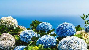 Украшения по гороскопу цветов: что выбрать Гортензии Украшения по гороскопу цветов: что выбрать Гортензии