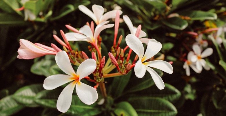 Украшения по гороскопу друидов: что выбрать Жасмину