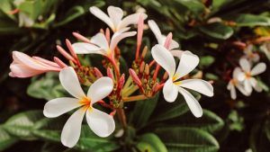 Украшения по гороскопу друидов: что выбрать Жасмину Украшения по гороскопу друидов: что выбрать Жасмину