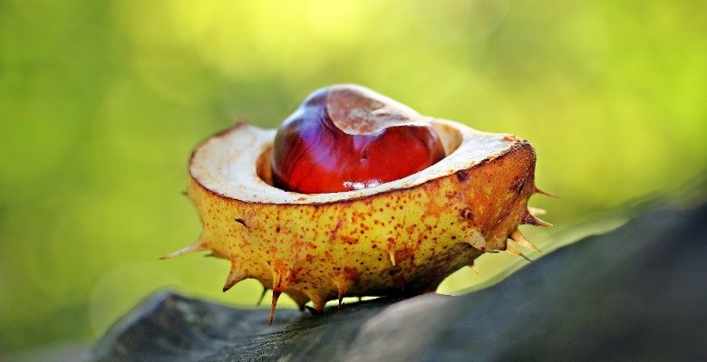 Украшения по гороскопу друидов: что выбрать Каштану