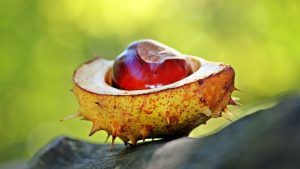 Украшения по гороскопу друидов: что выбрать Каштану Украшения по гороскопу друидов: что выбрать Каштану