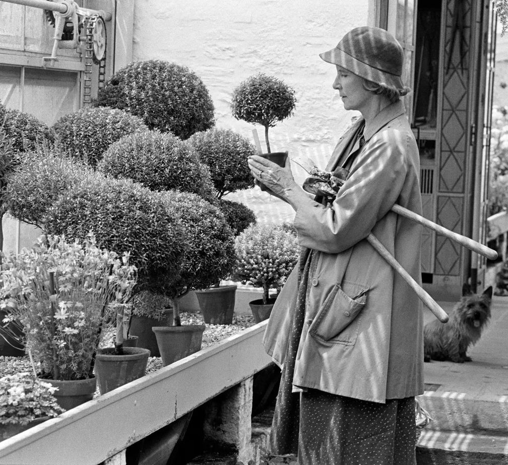 Банни Меллон ухаживает за своими миниатюрными деревьями в Оук-Спринг, 1982 год. Фото: Фред Р. Конрад / New York Times / Redux / Eyevine