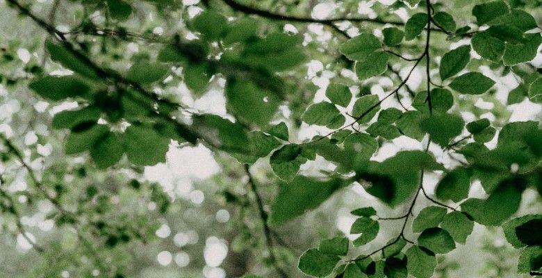 Украшения по гороскопу друидов: что выбрать Ясеню