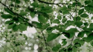 Украшения по гороскопу друидов: что выбрать Ясеню