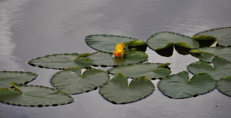 Украшения по гороскопу цветов: что выбрать Кувшинке