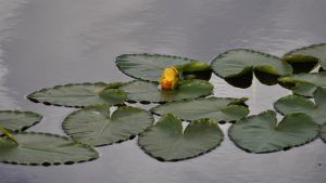 Украшения по гороскопу цветов: что выбрать Кувшинке