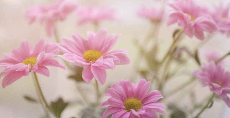 Украшения по гороскопу цветов: что выбрать Маргаритке