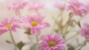 Украшения по гороскопу цветов: что выбрать Маргаритке