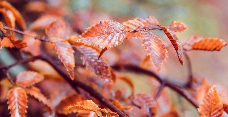 Украшения по гороскопу друидов: что выбрать Грабу