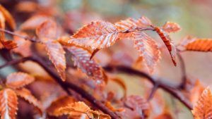 Украшения по гороскопу друидов: что выбрать Грабу