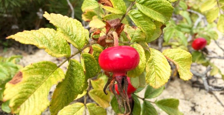 Украшения по гороскопу цветов: что выбрать Шиповнику