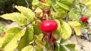 Украшения по гороскопу цветов: что выбрать Шиповнику Украшения по гороскопу цветов: что выбрать Шиповнику