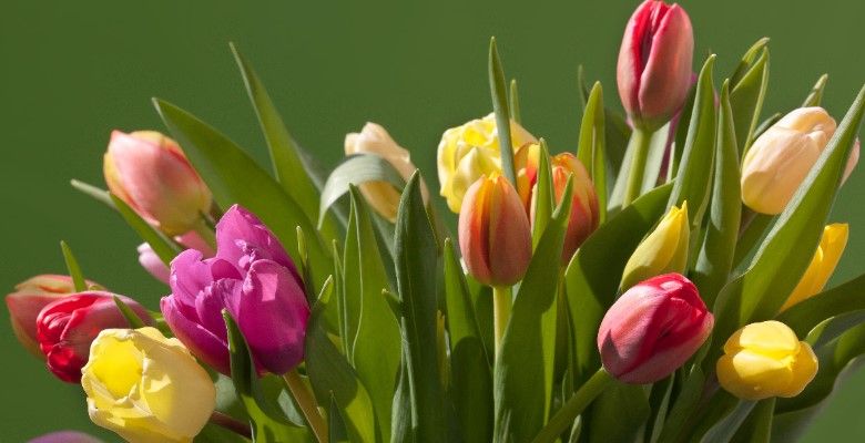 Украшения по гороскопу цветов: что выбрать Тюльпану