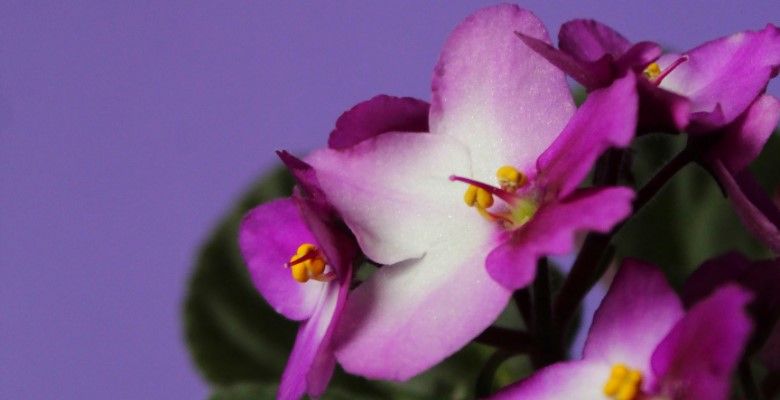 Украшения по гороскопу цветов: что выбрать Фиалке