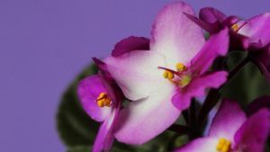 Украшения по гороскопу цветов: что выбрать Фиалке