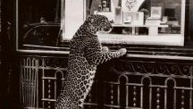 Как пантера Cartier стала иконой в истории ювелирного дела, ч. 2