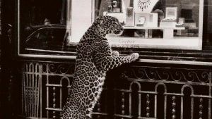 Как пантера Cartier стала иконой в истории ювелирного дела, ч. 2