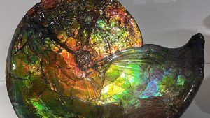 Ученые из университета Кэйо раскрыли секрет ослепительных цветов аммолита