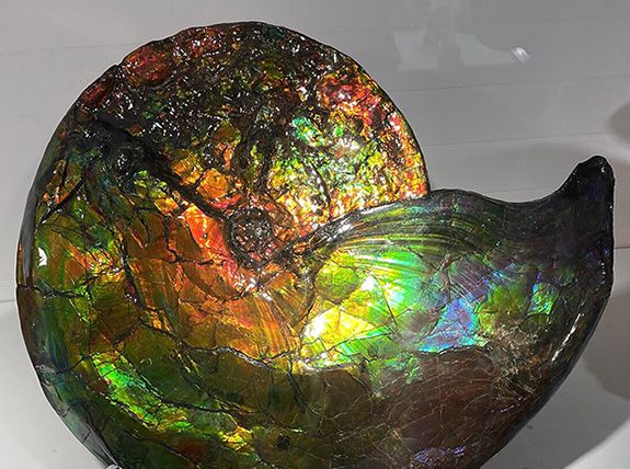 Ученые из университета Кэйо раскрыли секрет ослепительных цветов аммолита